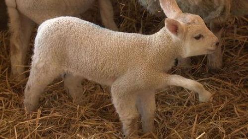 小羊爆料视频真实吗知乎,知乎热议背后的真相